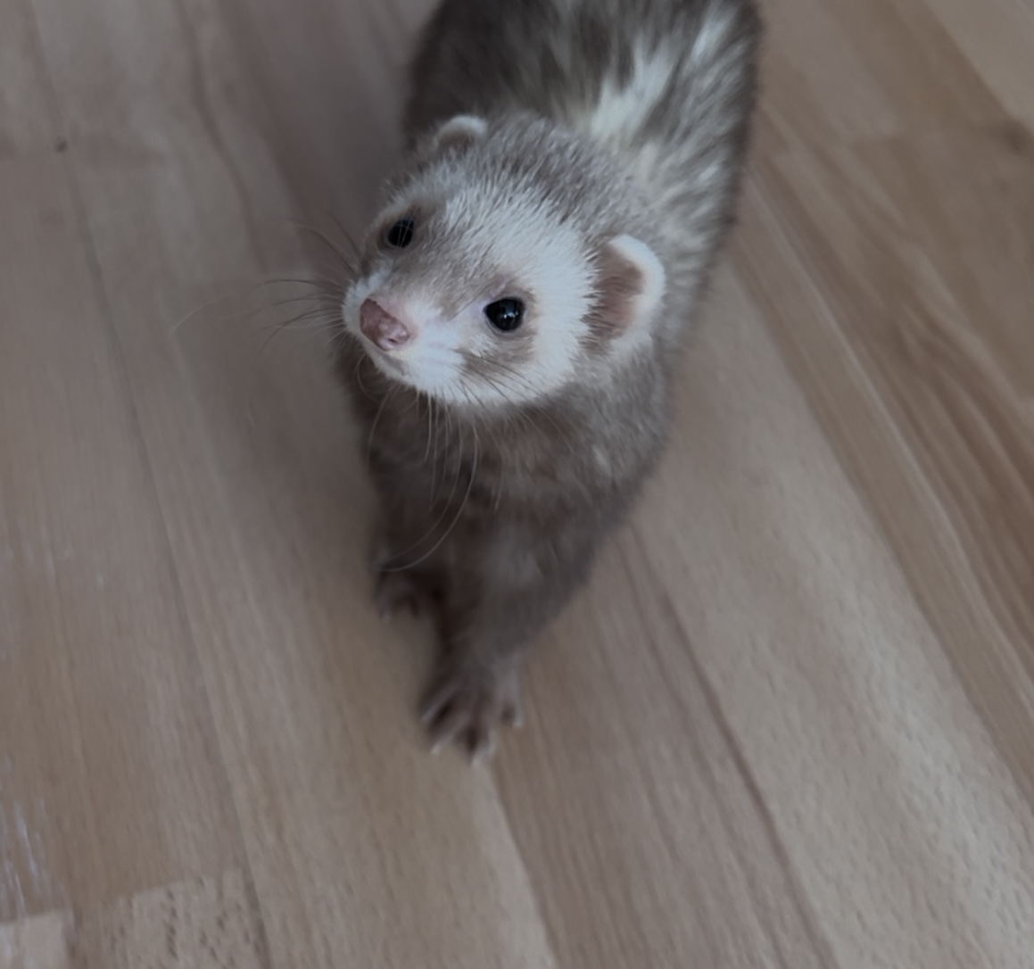 My ferret